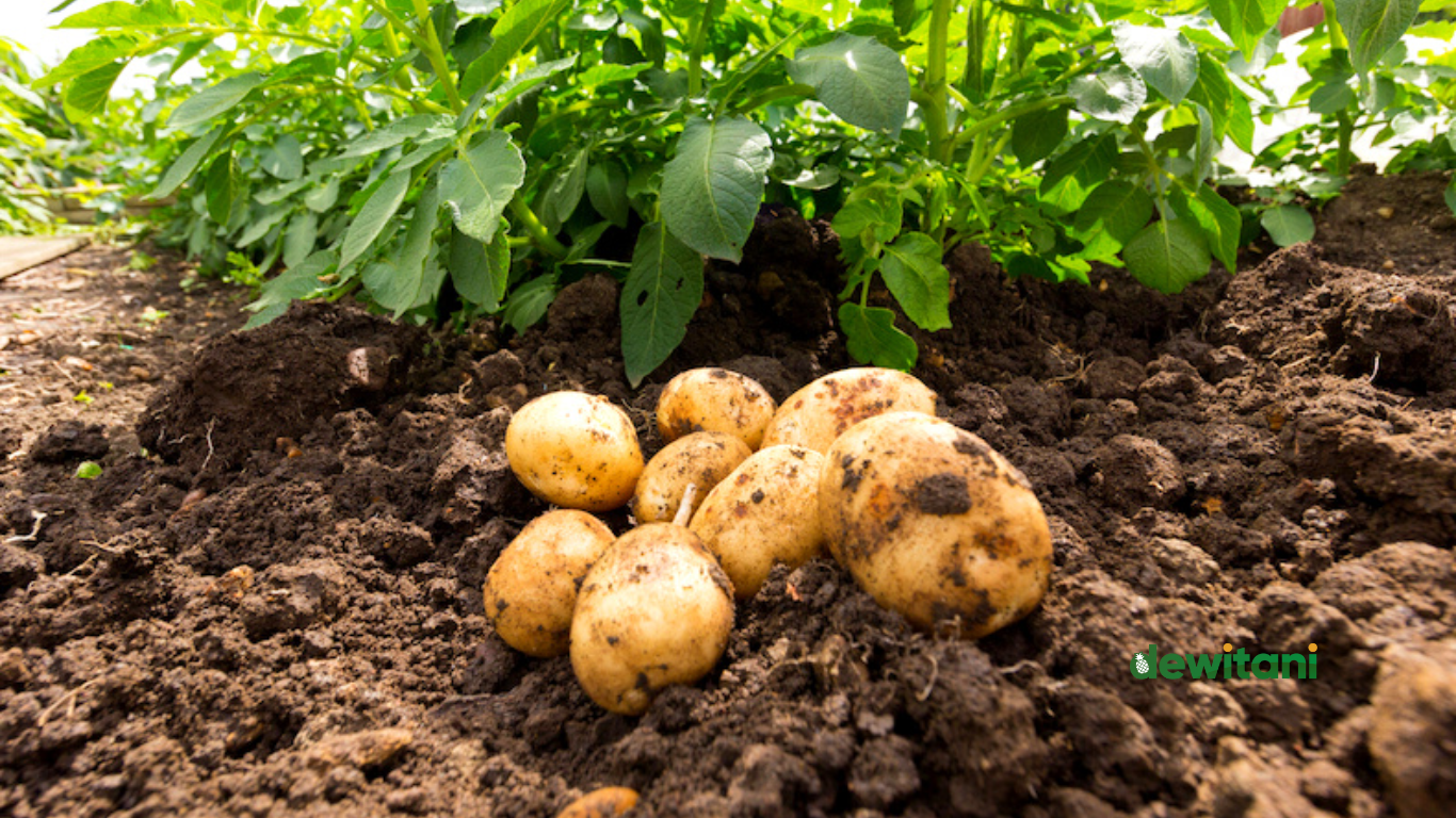 cara menanam kentang