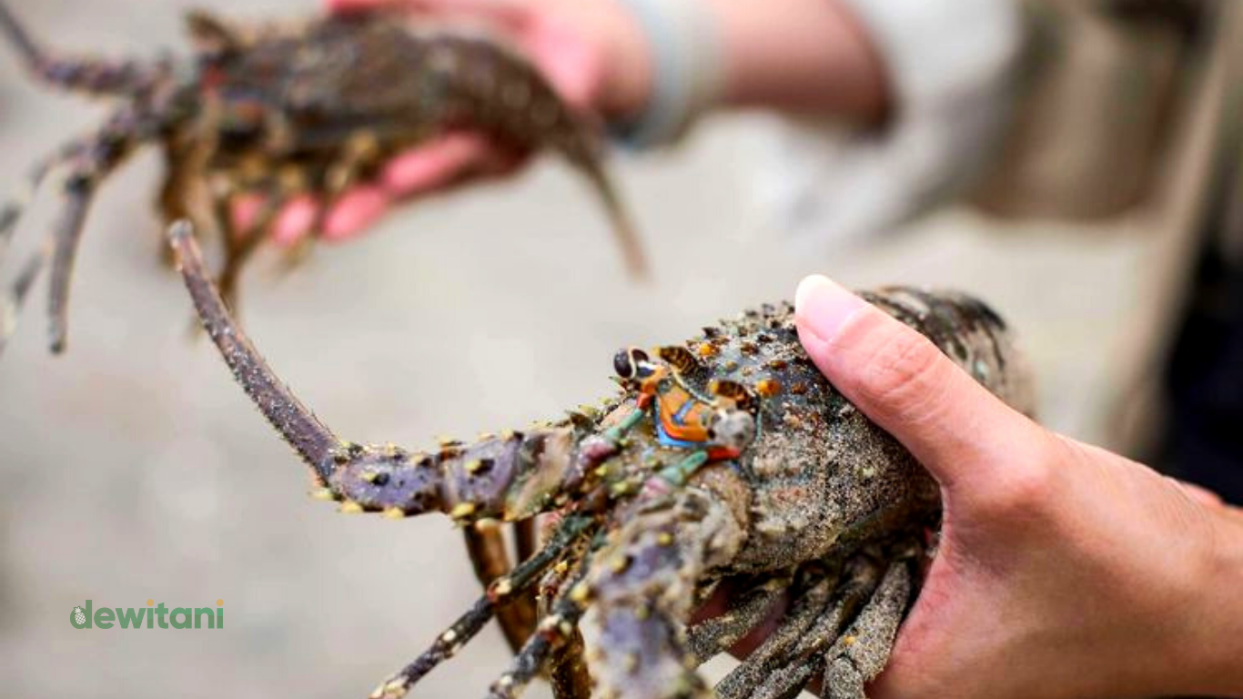 jenis lobster air tawar yang banyak dibudidayakan di indonesia