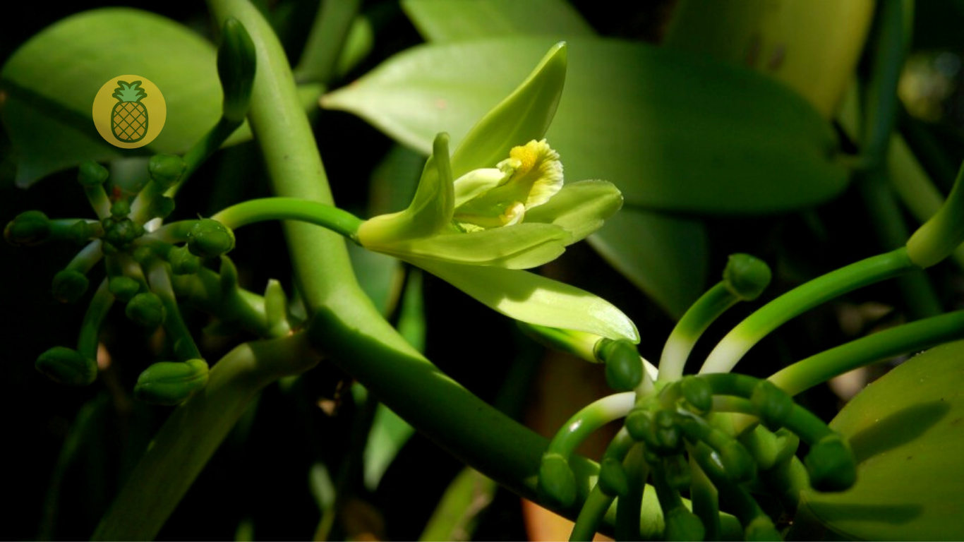 cara budidaya tanaman vanili