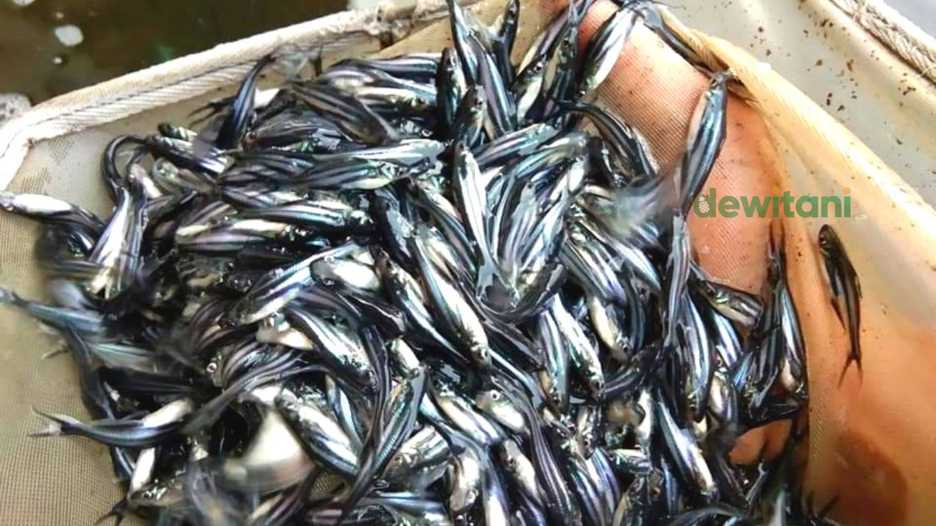 Analisis Keuntungan Budidaya Pembenihan Ikan Patin