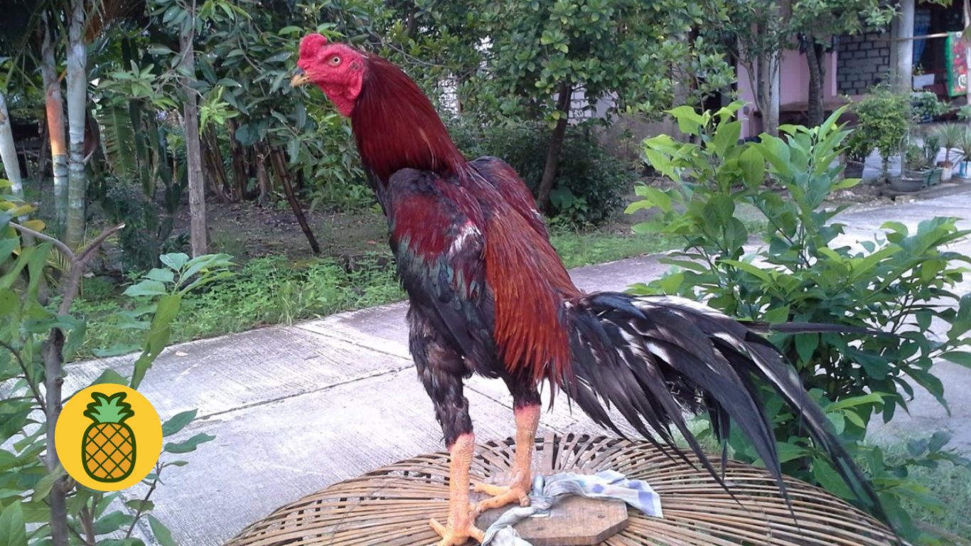 Cara Merawat Ayam Bangkok Agar Tumbuh Besar Dengan Cepat