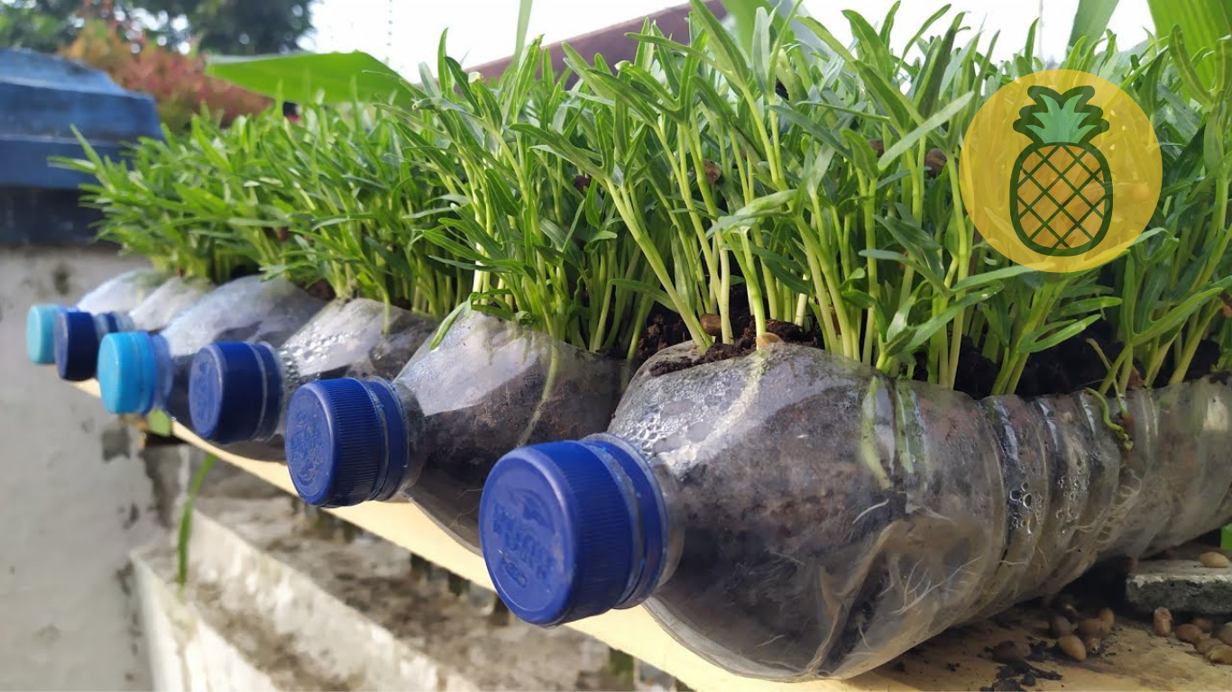 cara menanam kangkung dalam botol plastik