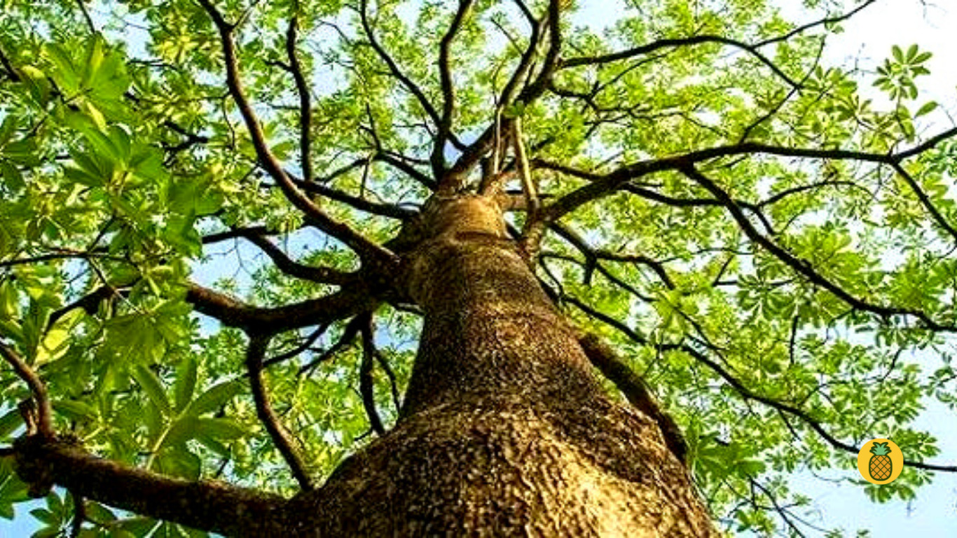 mitos pohon pule